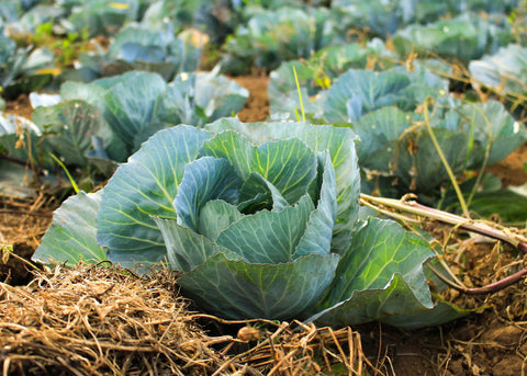 Heirloom Cabbage Seeds - Bucktown Seed Company