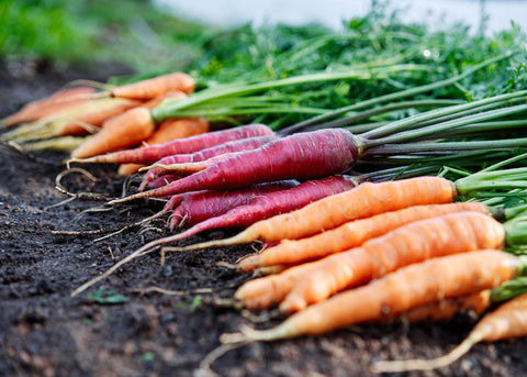 Summer Planting for Fall Harvest