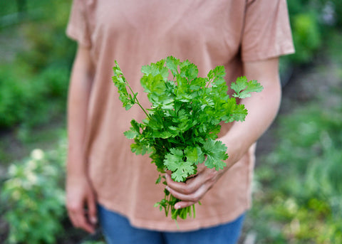 Heirloom Cilantro Seeds_Herbs_Bucktown Seed Company-01