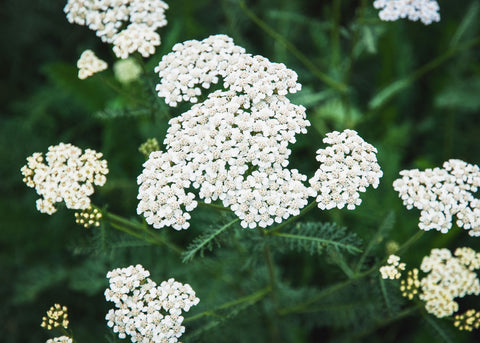 Yarrow