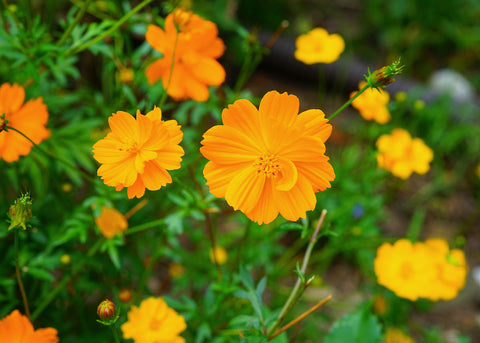 Organic Flower Seeds