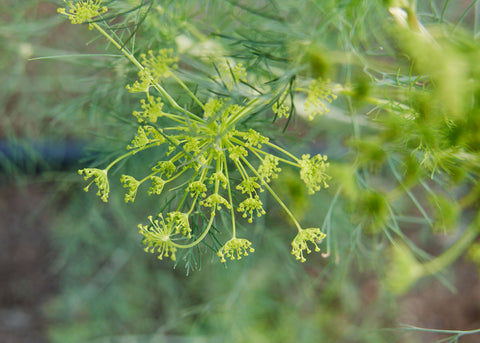 Heirloom Dill Seeds_Herb_Bucktown Seed Company