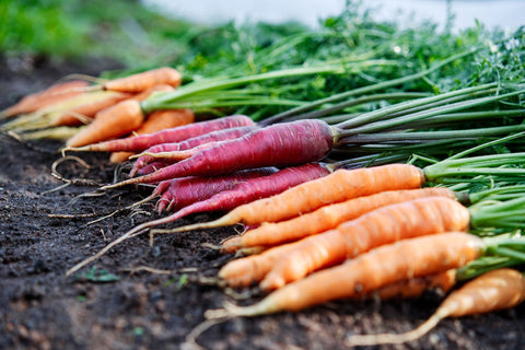 Heirloom Carrot Seeds - Bucktown Seed Company