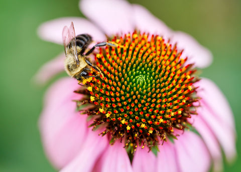 Heirloom Echinacea Seeds_Herb_Bucktown Seed Company