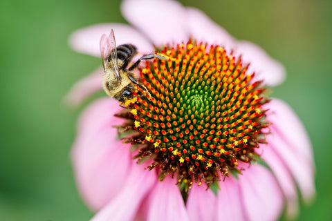 Pollinator Garden Seeds