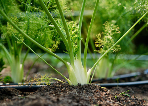 Heirloom Seeds_Fennel Seed_Bucktown Seed Company