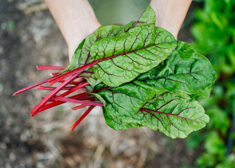 Heirloom Swiss Chard Seeds - Bucktown Seed Company