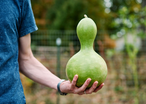 Gourds