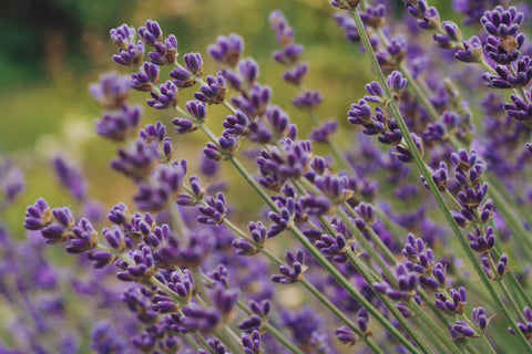 Heirloom Lavender Seeds_Bucktown Seed Company