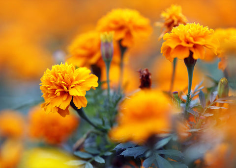 Heirloom Flowers Seeds - Marigold Seed - Bucktown Seed Company