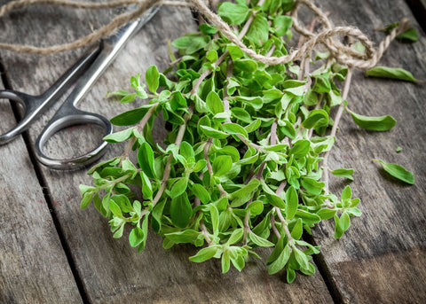 Marjoram