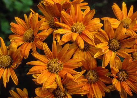 Rudbeckia