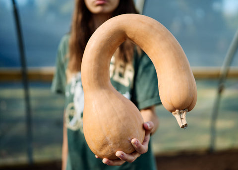 Person holding a tan Pennsylvania Dutch Crookneck winter squash with a long, curved neck in a greenhouse.