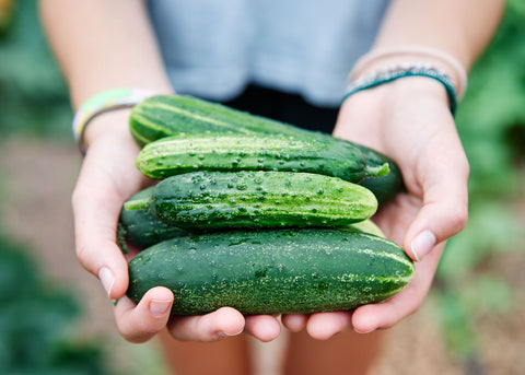 Heirloom Seeds_Cucumber Seed_Bucktown Seed Company