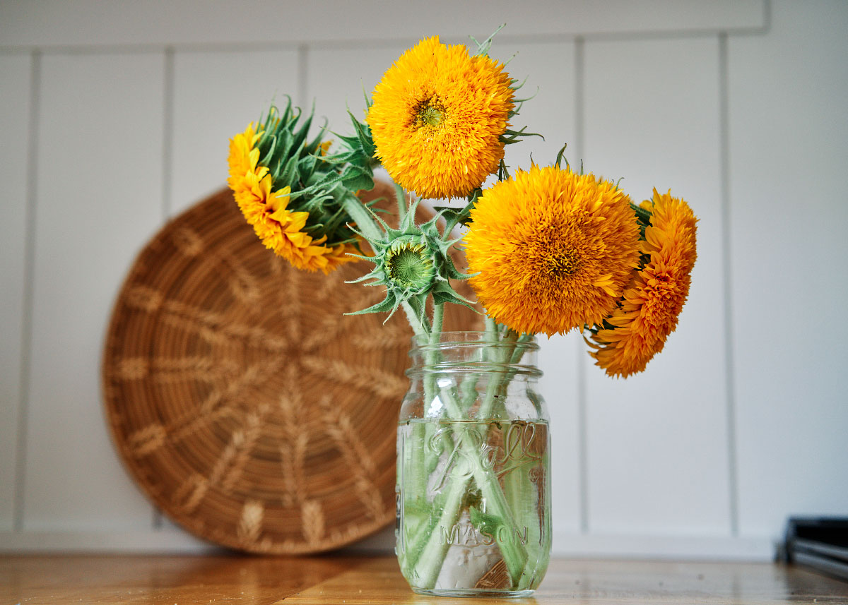 Heirloom Flower Seed - Sunflowers - Bucktown Seed Company-01