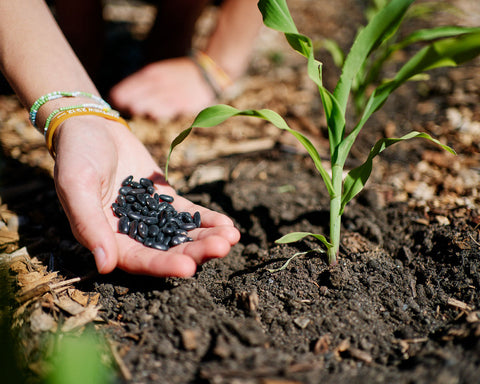 Three Sisters Garden Seeds