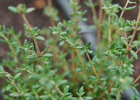 Heirloom Thyme Seeds_Herbs_Bucktown Seed Company