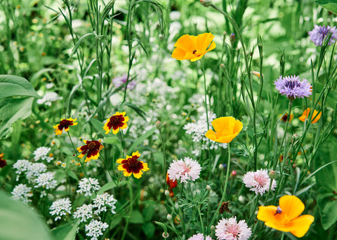 Wildflowers