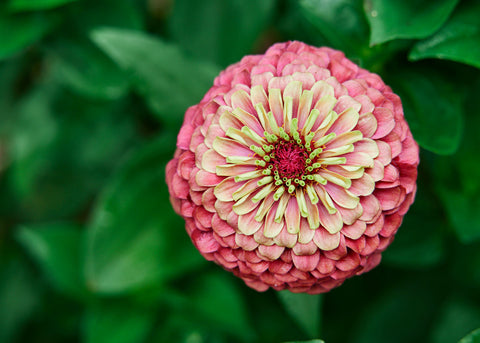 Heirloom Flower Seeds_Zinnia_Bucktown Seed Company-01