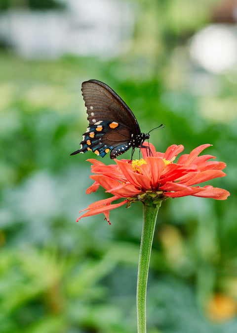 Pollinator Garden