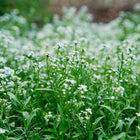 Dense clusters of tiny white Sweet Alyssum flowers blooming on green stems in a garden bed.
