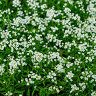 Clusters of tiny white Sweet Alyssum flowers blooming among lush green foliage.