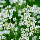 Clusters of tiny white Sweet Alyssum flowers with yellow centers and green stems, covered in light morning dew.