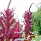 Vivid burgundy Red Garnet amaranth flower plumes and deep red leaves growing in a garden.