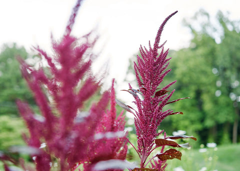 Red Garnet - Amaranth Seeds