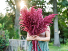 Person holding a large, vibrant bouquet of deep burgundy Red Garnet amaranth flower plumes in a garden.
