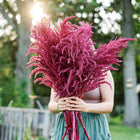 Person holding a large, vibrant bouquet of deep burgundy Red Garnet amaranth flower plumes in a garden.