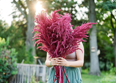 Red Garnet - Amaranth Seeds