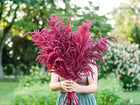 Person holding a large, vibrant bouquet of Red Garnet amaranth with deep burgundy flower plumes in a garden.