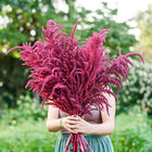 Person holding a large, vibrant bouquet of Red Garnet amaranth with deep burgundy flower plumes in a garden.