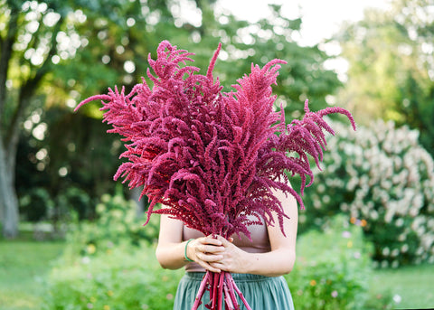 Red Garnet - Amaranth Seeds