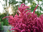 Vibrant burgundy flower plumes of a Red Garnet amaranth plant backlit by the sun in a garden.