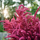 Vibrant burgundy flower plumes of a Red Garnet amaranth plant backlit by the sun in a garden.