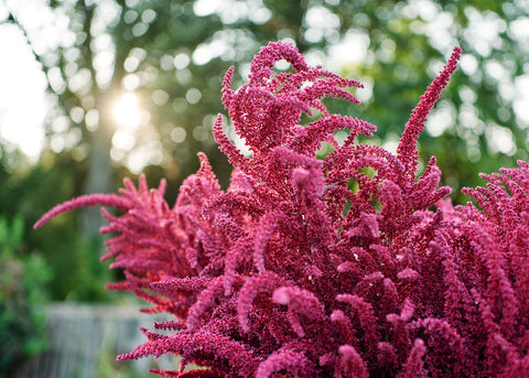 Red Garnet - Amaranth Seeds