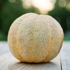 A ripe, round Amish melon with a textured, netted tan rind sitting on a wooden surface outdoors.