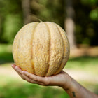 A hand holding a round, tan, netted Amish cantaloupe melon against a blurred green garden background.