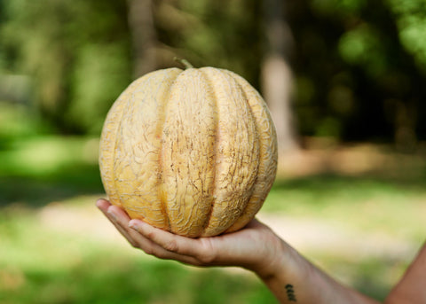 Amish - Melon Cantaloupe Seeds - Organic