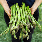 Hands holding a fresh harvest of green Mary Washington asparagus spears.