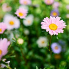 Crego Mix China aster flowers with soft pink, lavender, and white petals and yellow centers blooming in a garden.