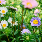 Crego Mix China aster flowers in shades of purple, pink, and white with yellow centers blooming in a garden.