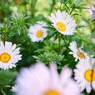 White and lavender Crego Mix China aster flowers with yellow centers blooming among green foliage in a garden.