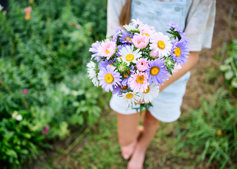 Crego Mix - China Aster Seeds