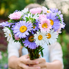 A person holding a colorful bouquet of Crego Mix China aster flowers in shades of pink, purple, and white.