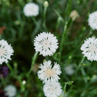 Top-down view of blooming Tall White Centaurea flowers with papery white petals and slender green stems in a garden.
