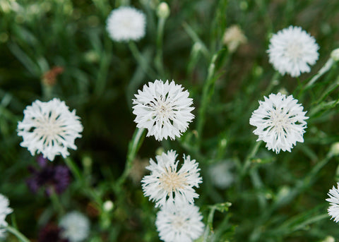 Bachelor's Button - Tall White