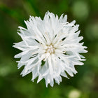 Top-down view of a single Tall White Centaurea flower with delicate, papery white petals against a soft green background.